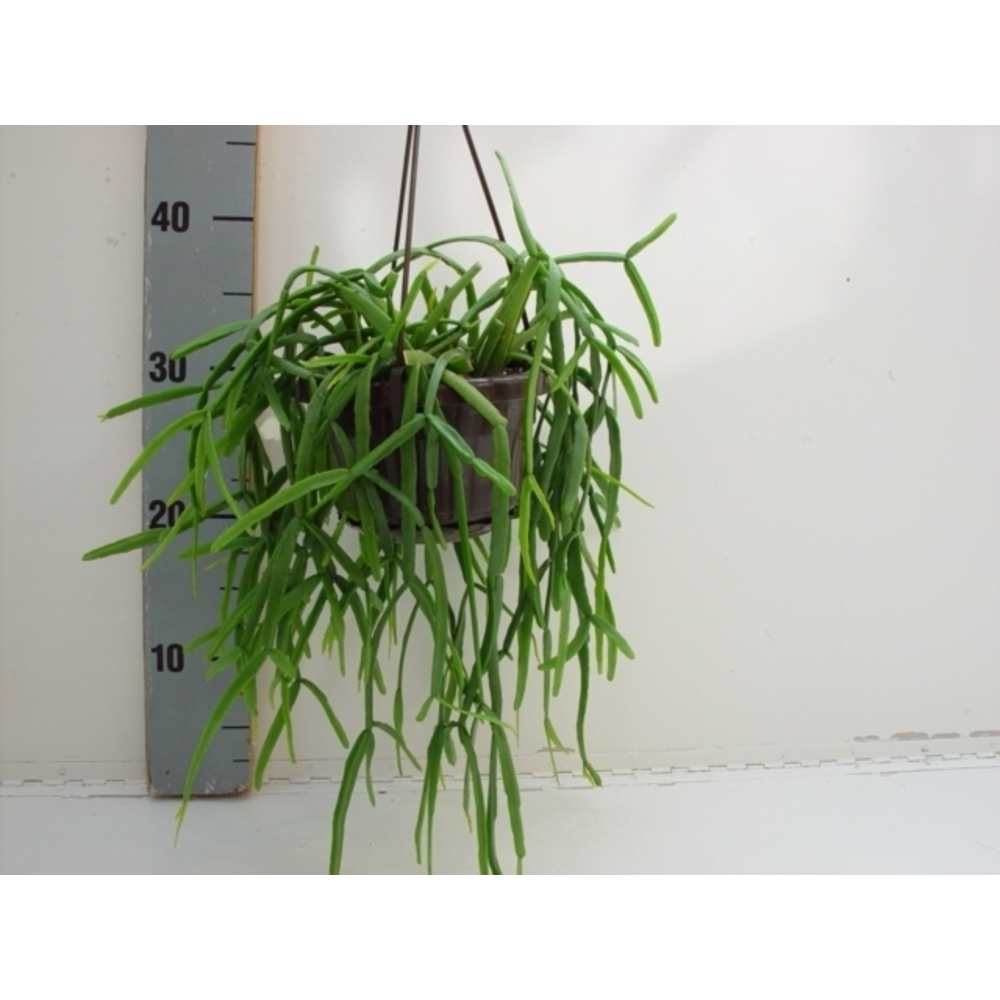 Rhipsalis micrantha.