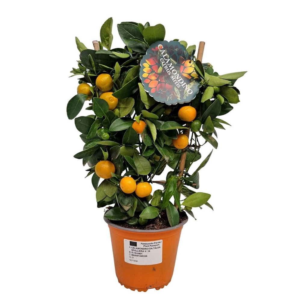 Citrus Calamondin Trellis - 801.