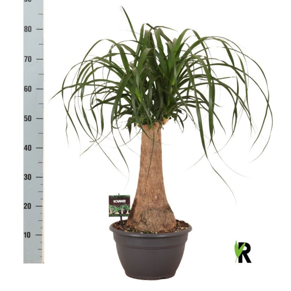 Beaucarnea rec. rechte stam.