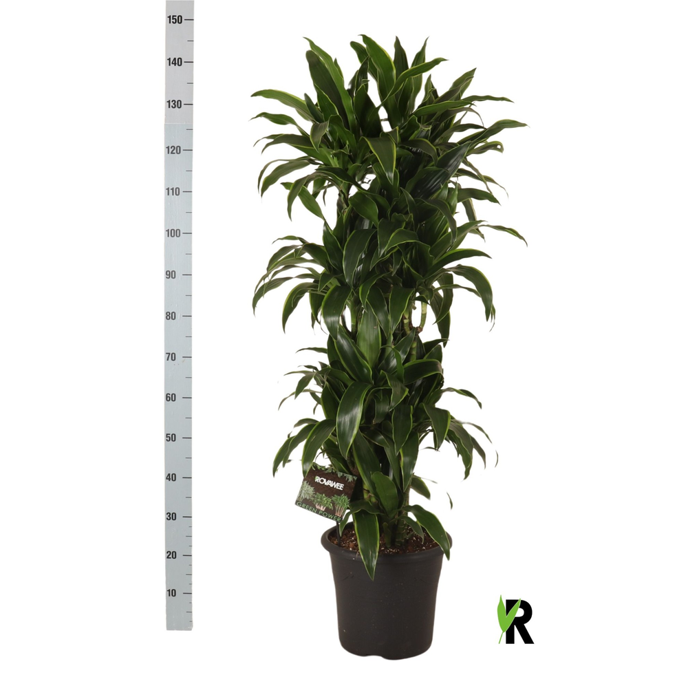 Dracaena der. Art vertakt.