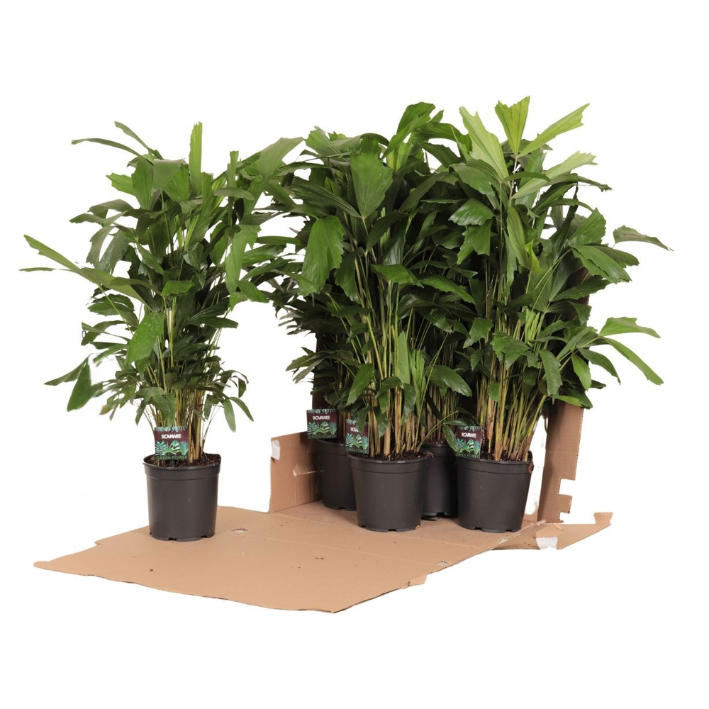 Caryota mitis in fust 352.