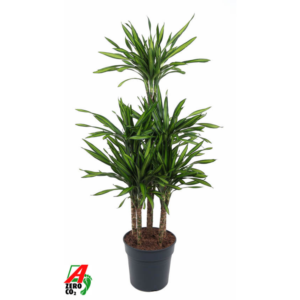 Dracaena Riki 90-carrousel.