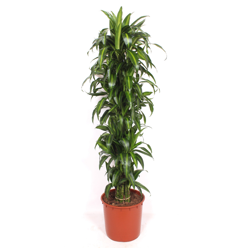 Dracaena Hawaiian Sunshine.