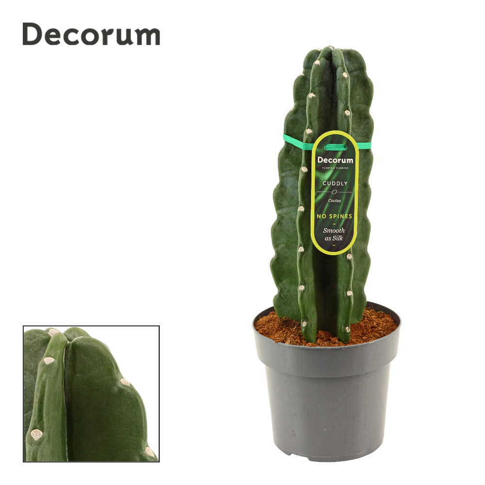 Cuddly Cactus 17 cm (Cereus Jamacaru) (Decorum).