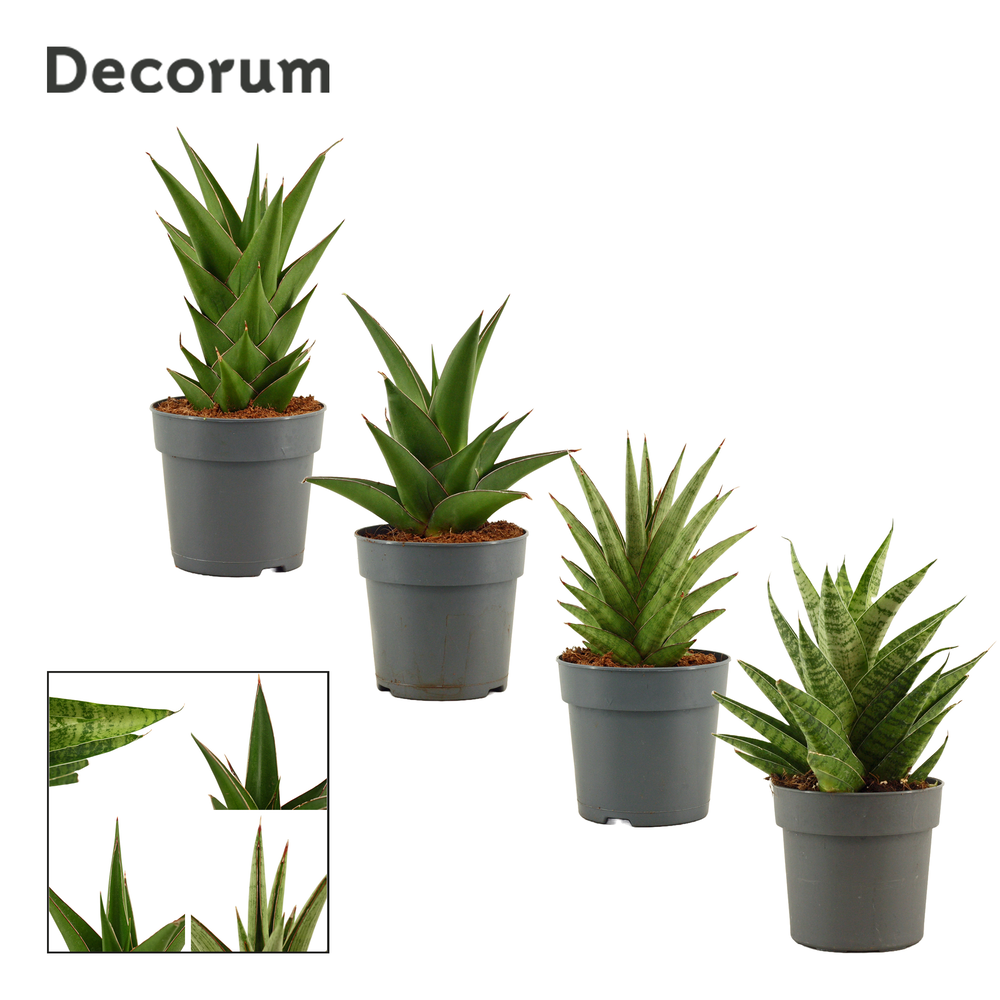 Sansevieria Crown mix 12 cm (Decorum).