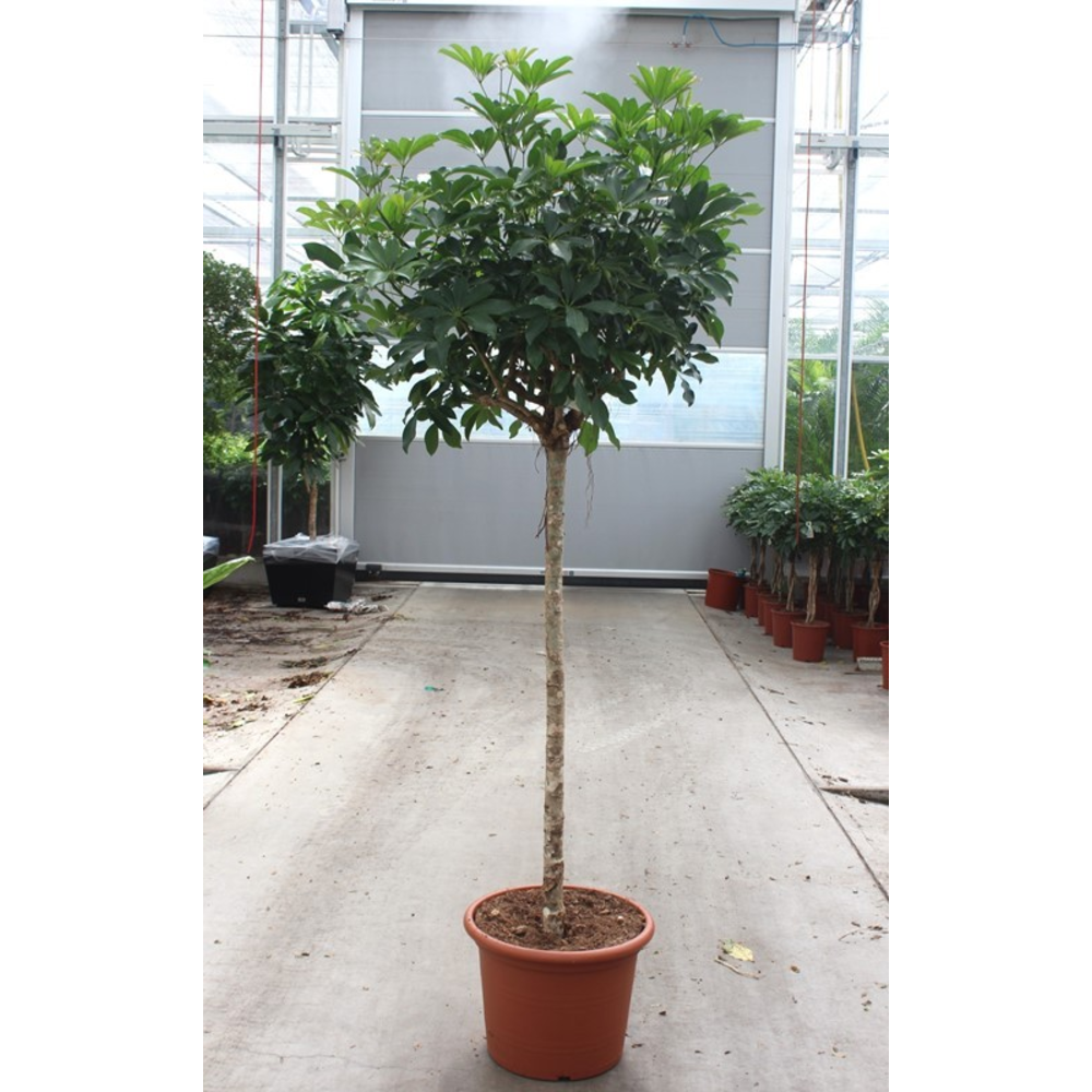 Schefflera arboricola 'Compacta'.