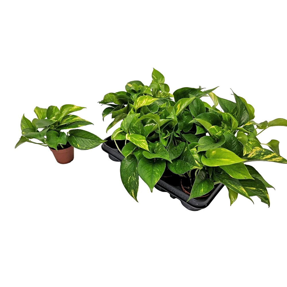 Epipremnum Pinnatum 'aureum'.