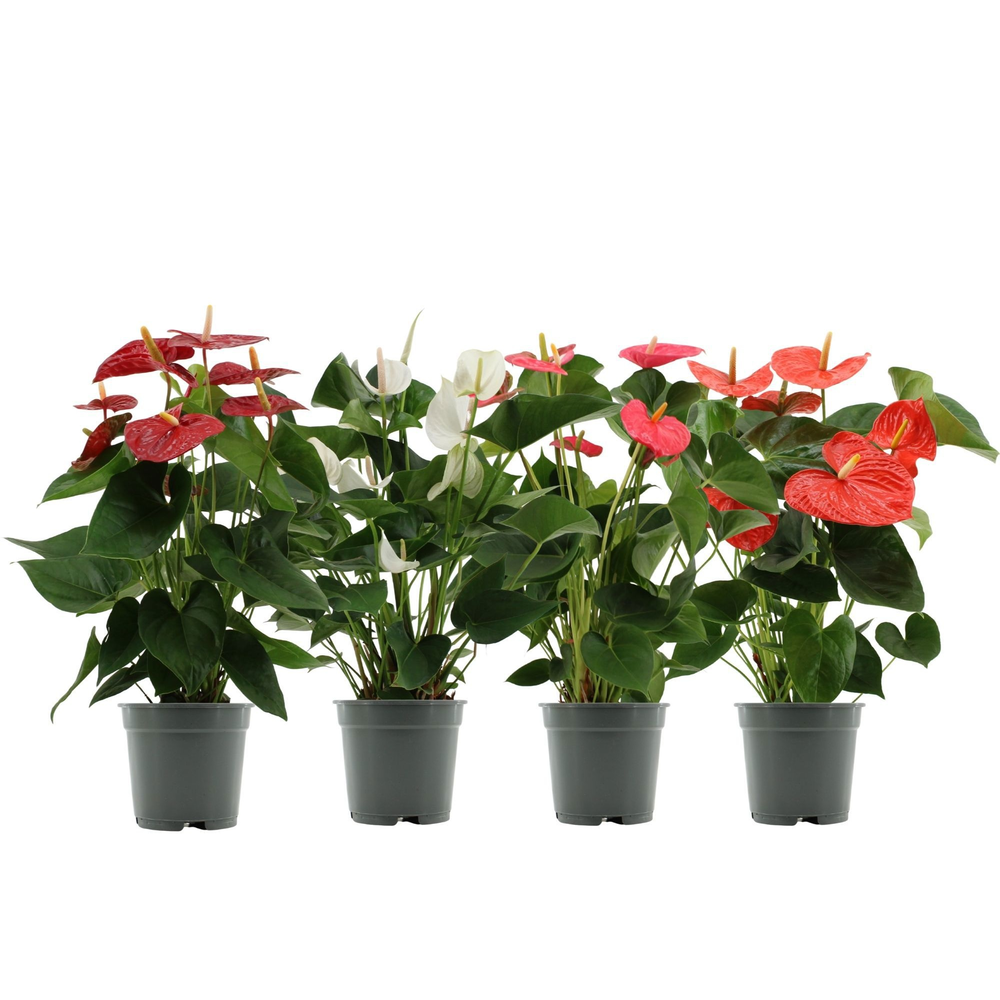 Anthurium 4 color mix in transparant sleeve.