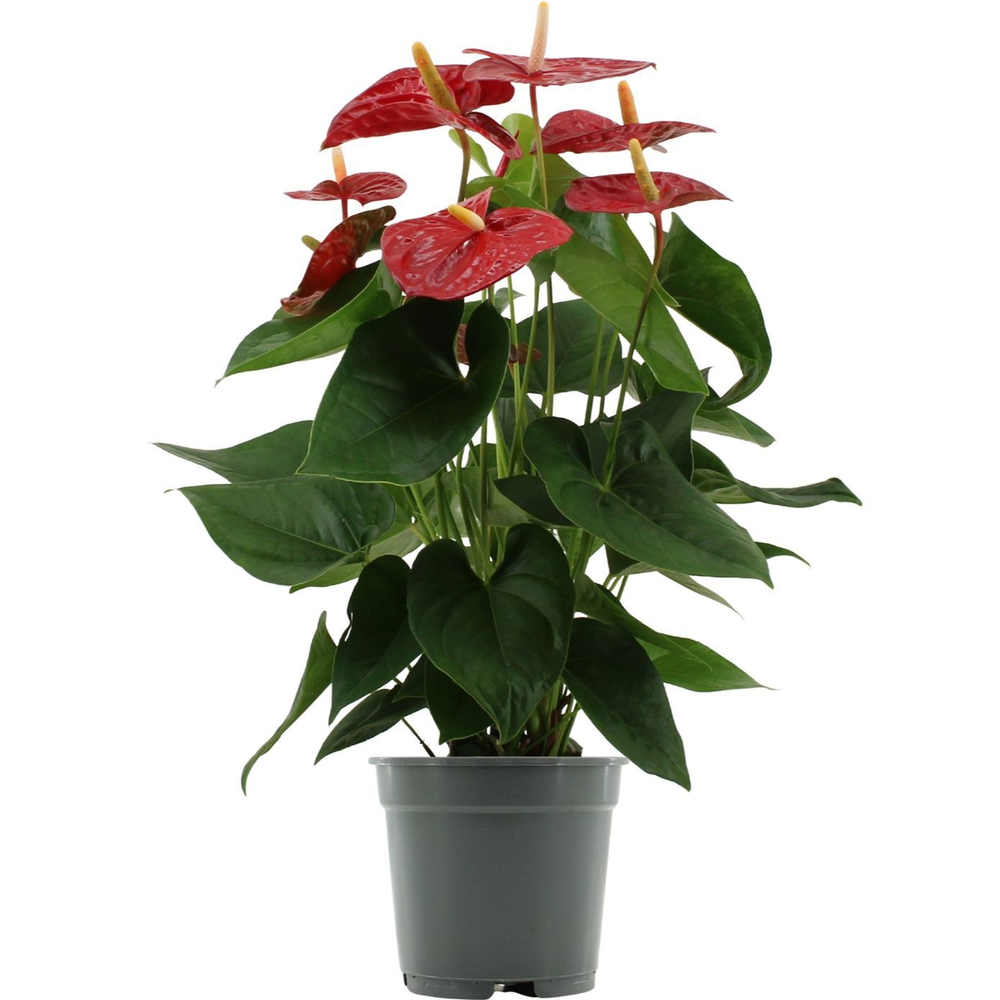 Anthurium Jambo Red in transparant sleeve.