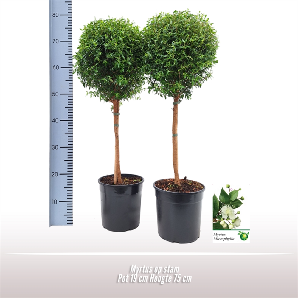 Myrtus op stam.