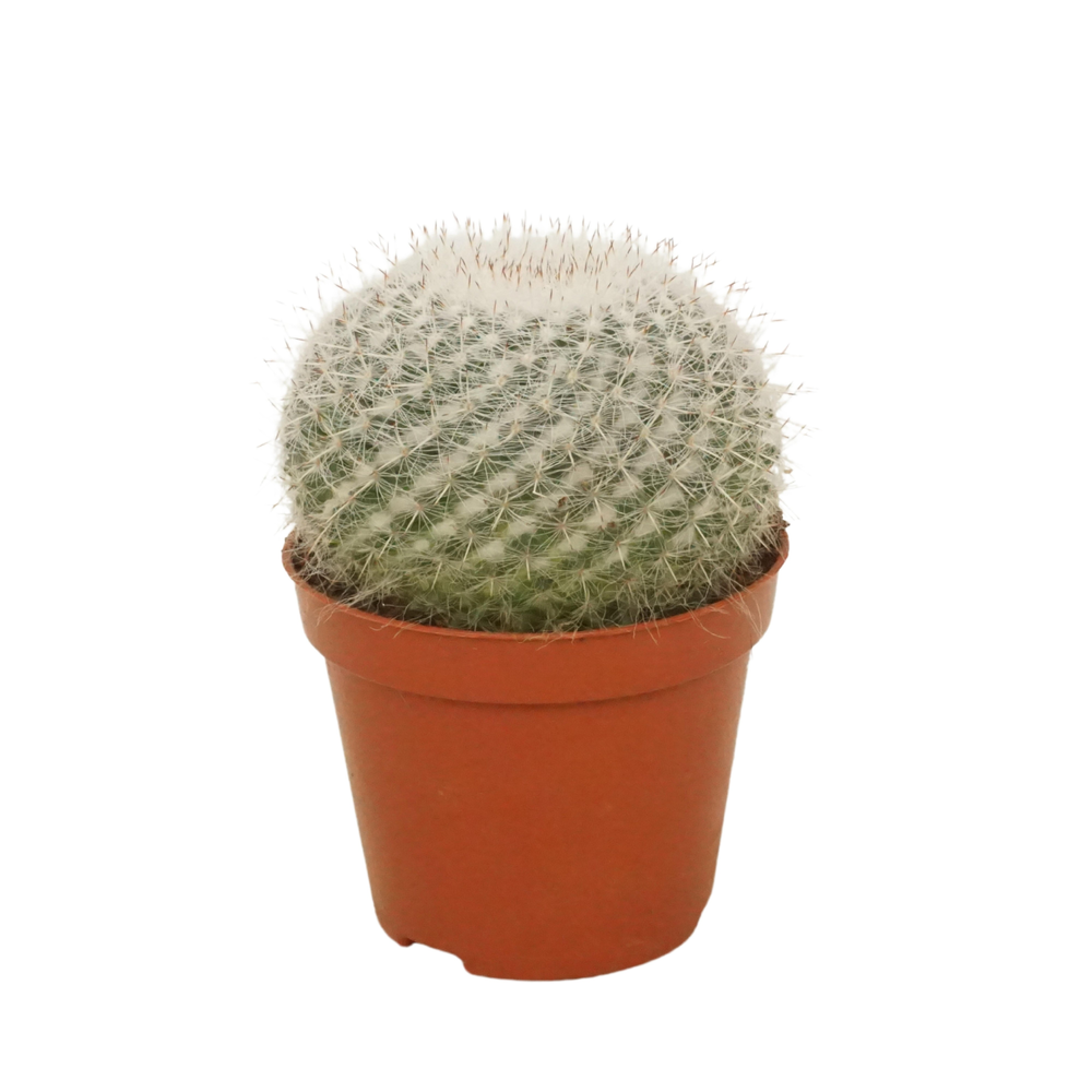 Mammillaria hahniana 8,5 cm.