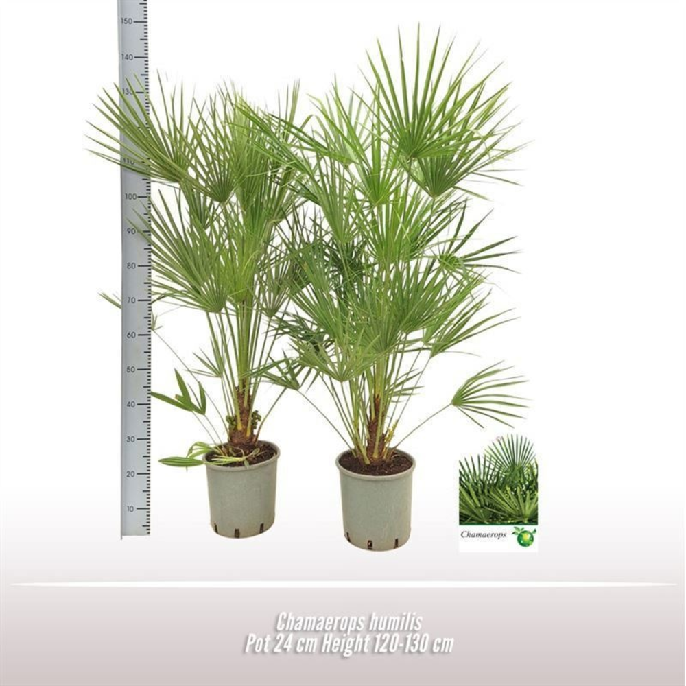 Chamaerops humilis.