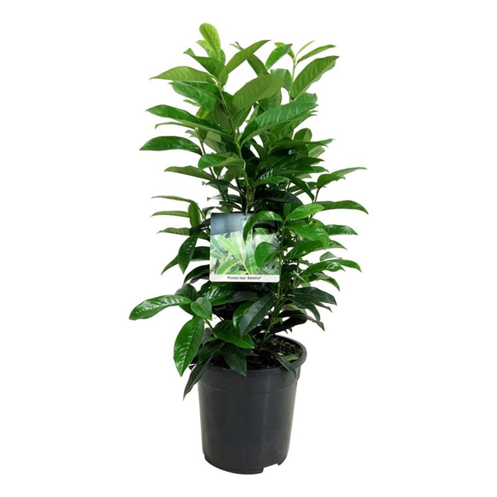 Prunus laur. 'Genolia' ®.