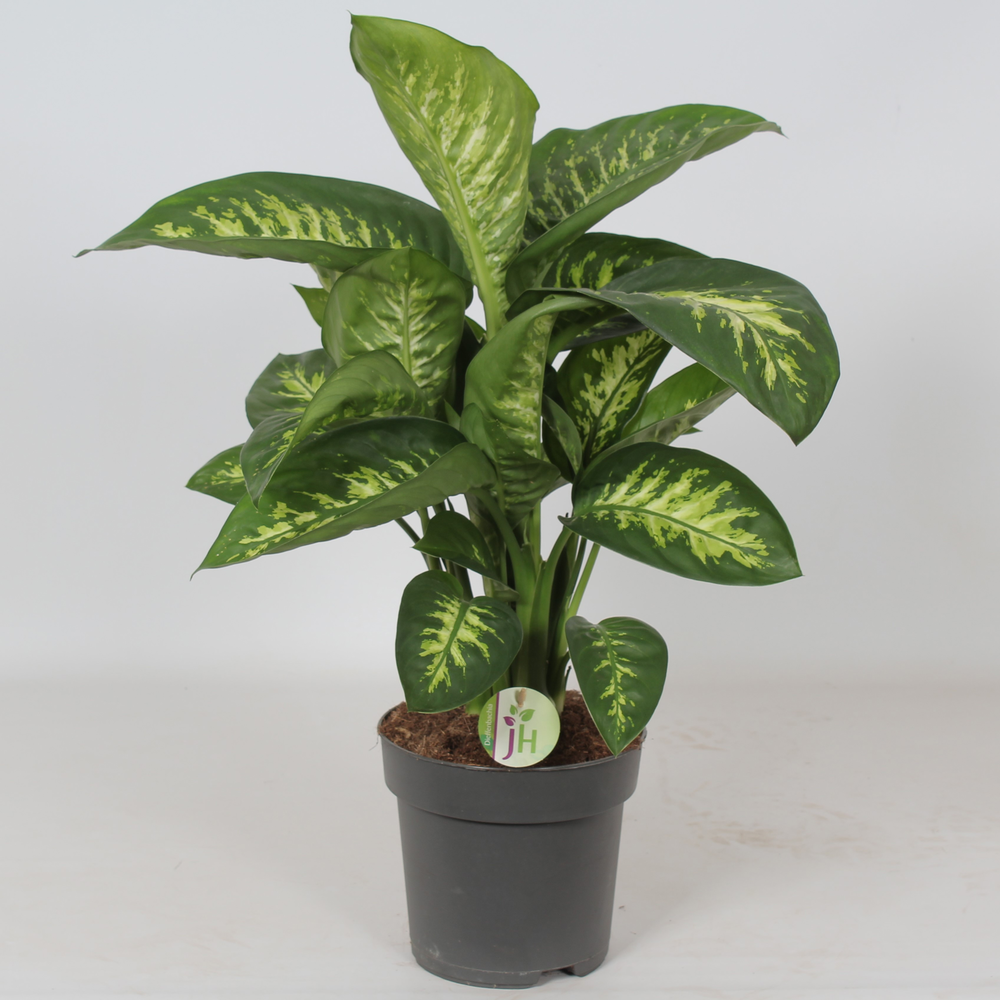 Dieffenbachia 'Reeva'.