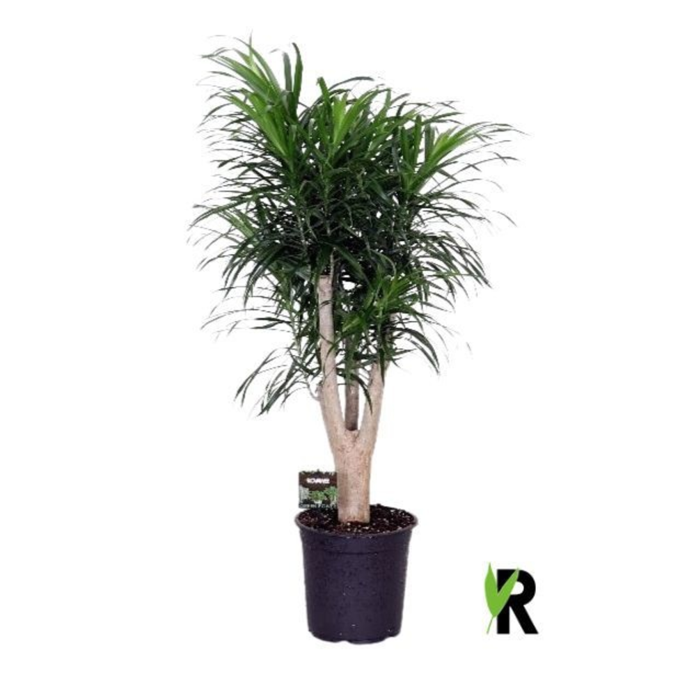 Dracaena refl.Anita vertakt.