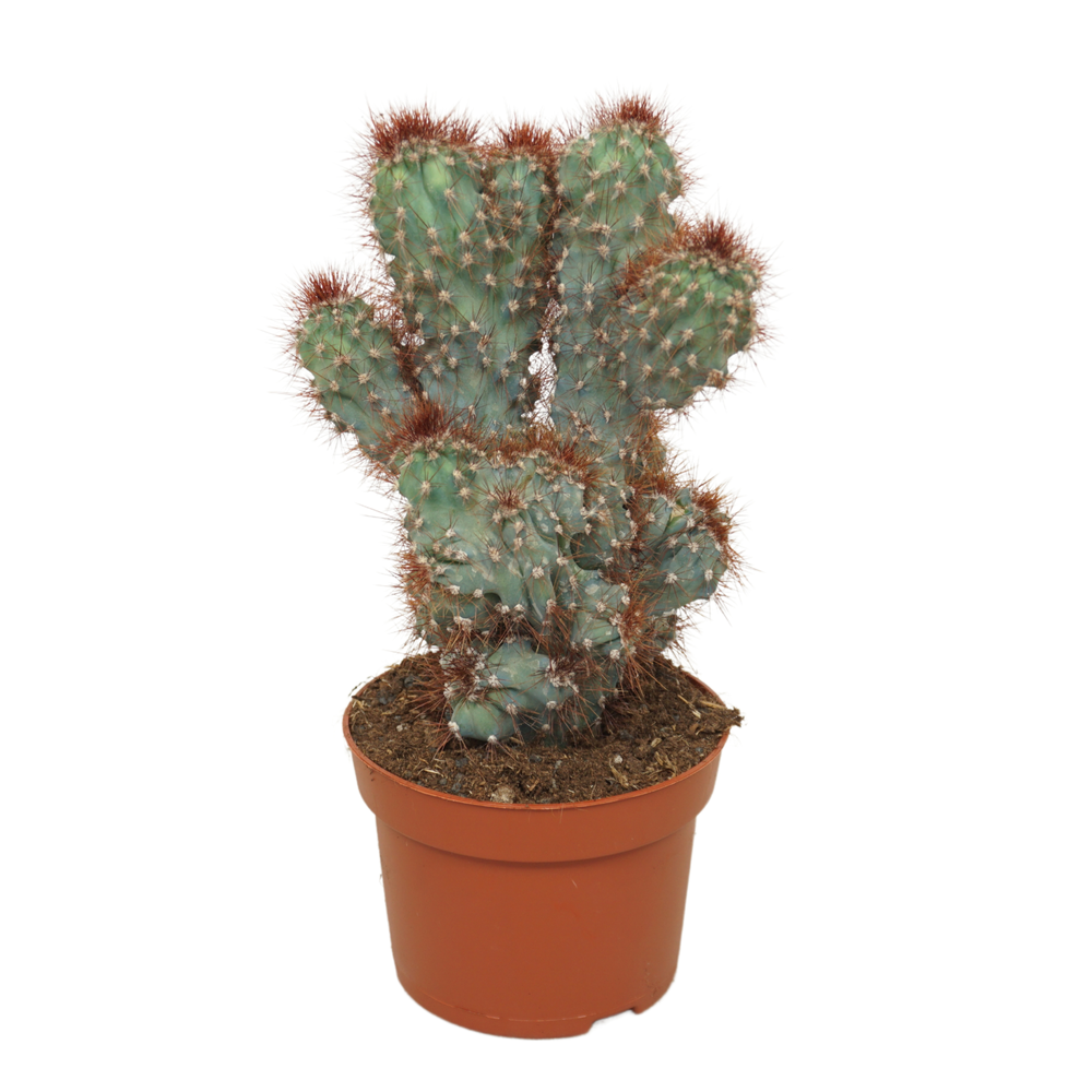 Cereus peruvianus 'Monstrosus' rood 13 cm..