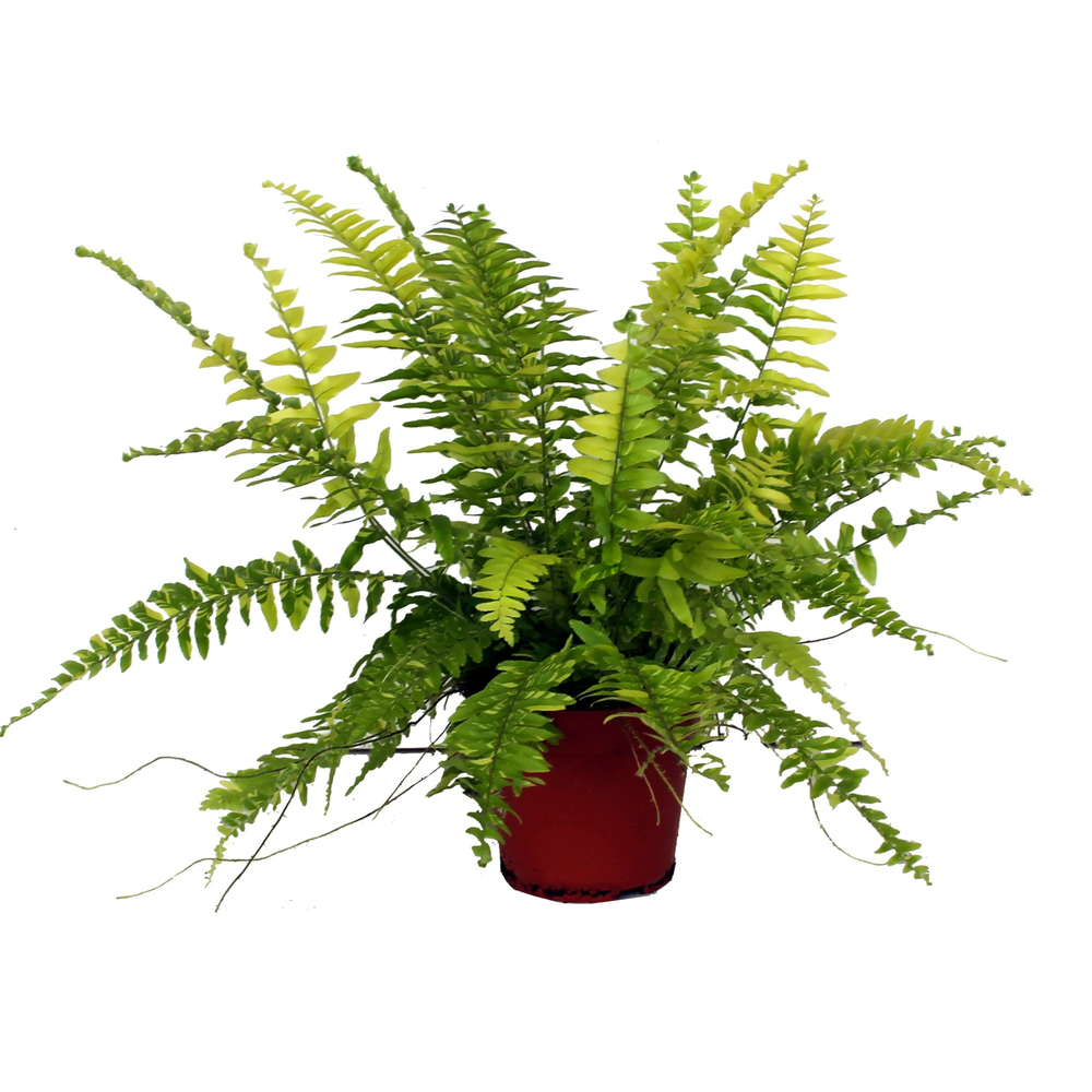 Nephrolepis Tiger GEEN hoes.