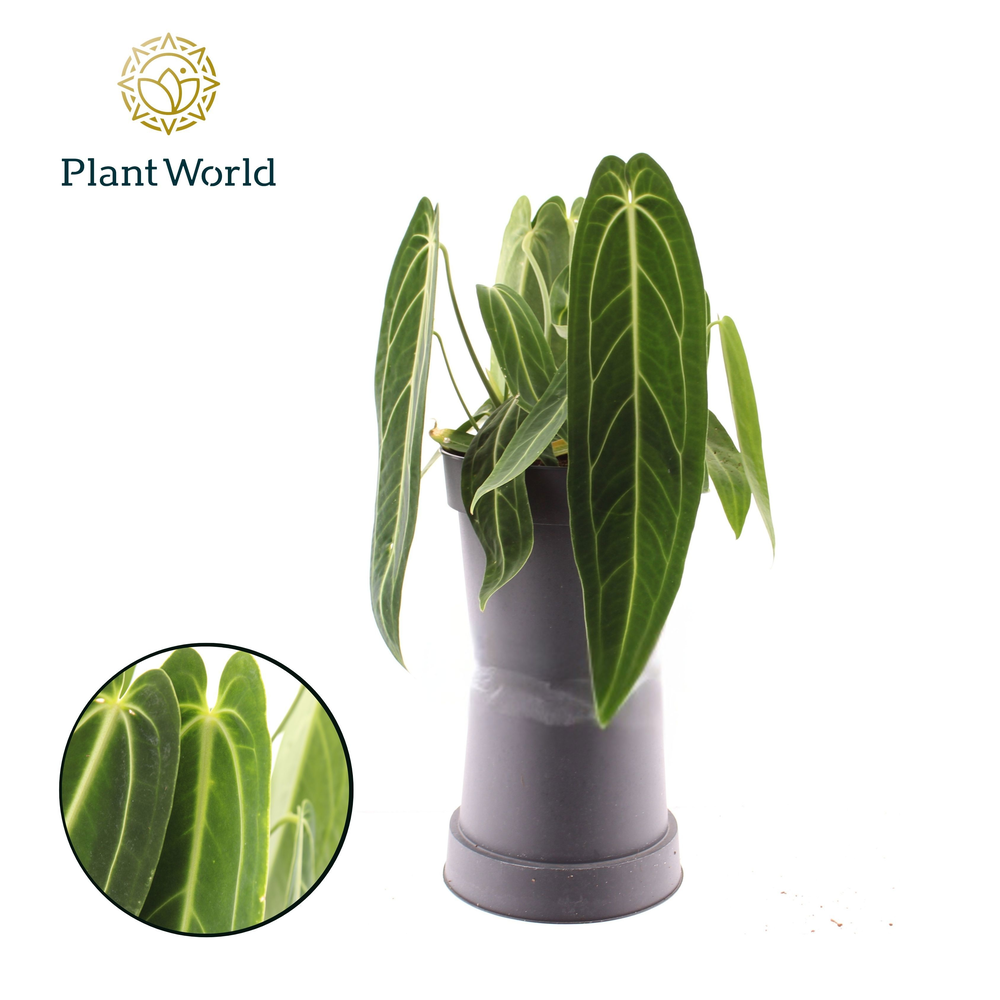 Anthurium Warocqueanum.