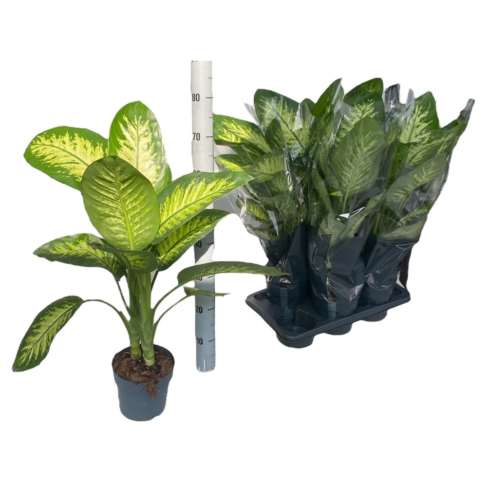 Dieffenbachia Tropic Snow P17.