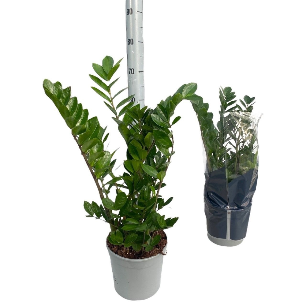 Zamioculcas P21 4-6 veren.