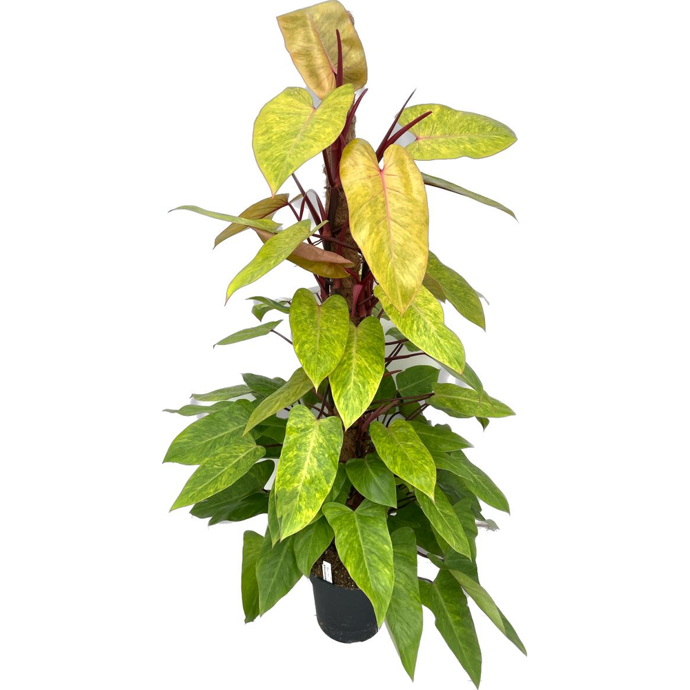 Philodendron "Painted Lady" p27 mos 150.