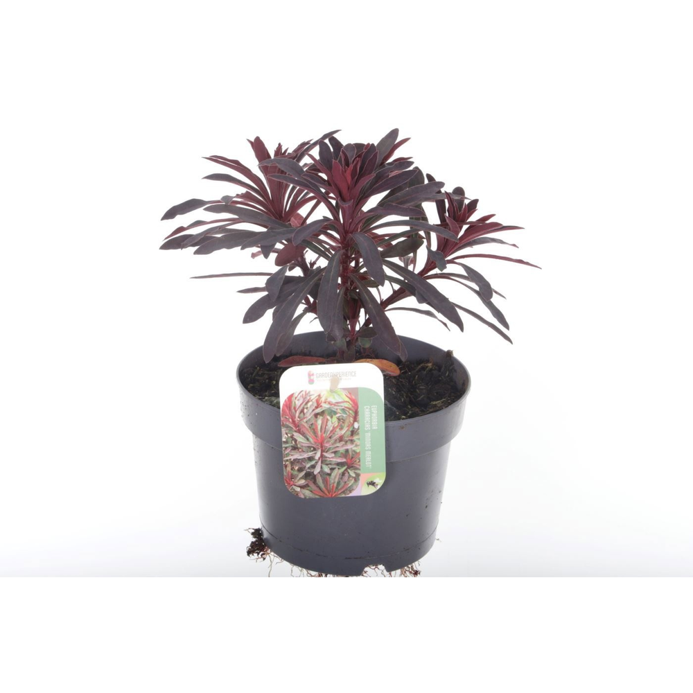 Euphorbia Miner's Merlot.