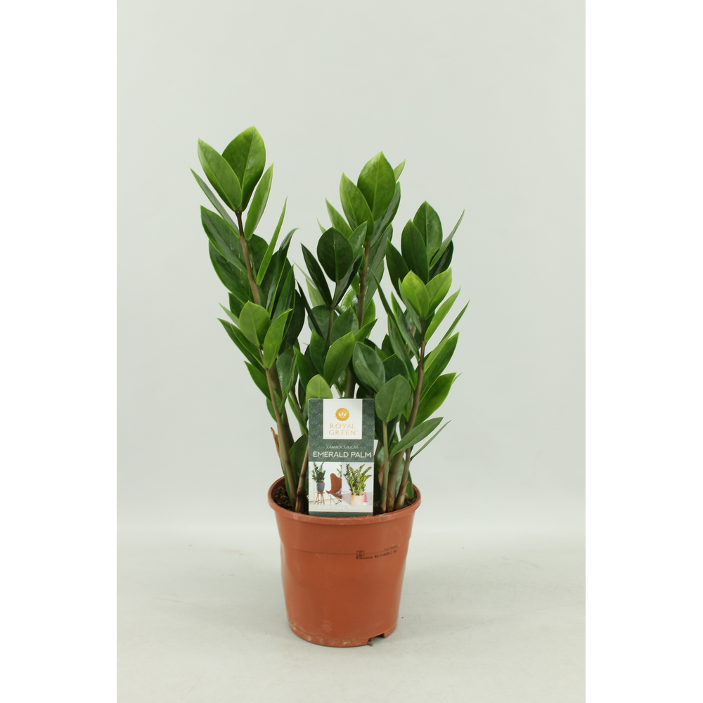 zamioculcas 14 cm.