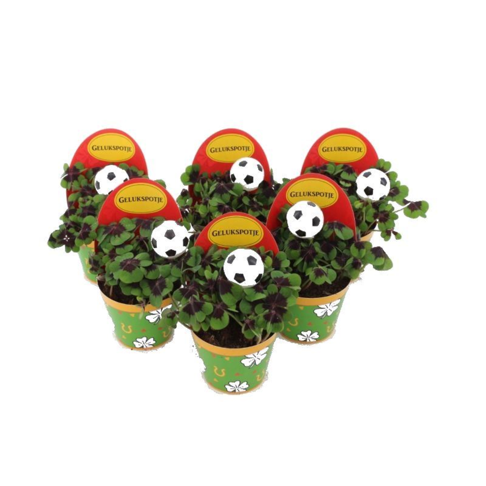 Oxalis deppei Geluk Nederlands Voetbal.
