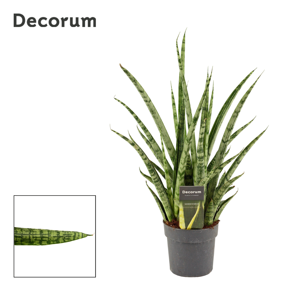 Sansevieria Silver steel 12 cm (Decorum).