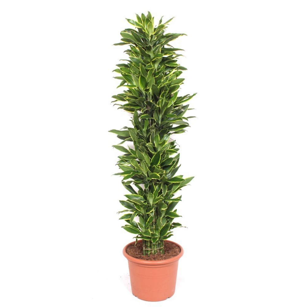 Dracaena Golden Coast.