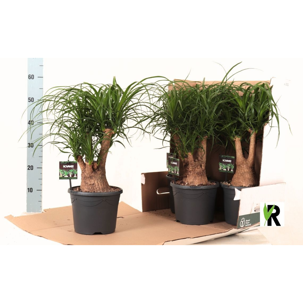 Beaucarnea rec. vertakt.