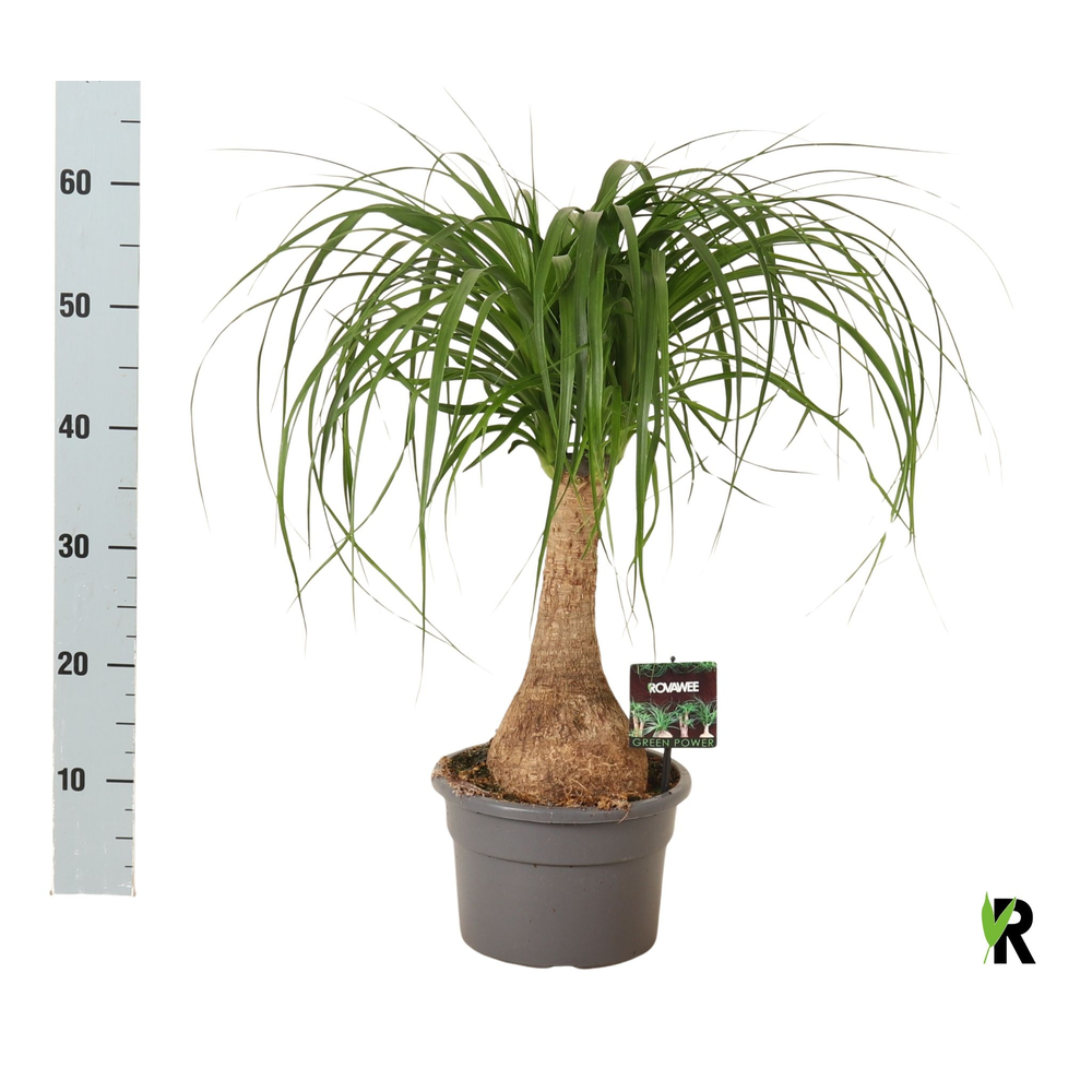 Beaucarnea rec. rechte stam.