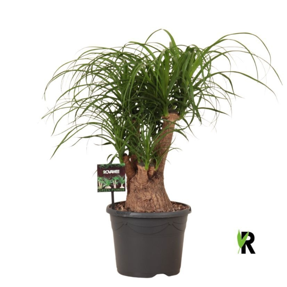 Beaucarnea rec. vertakt.