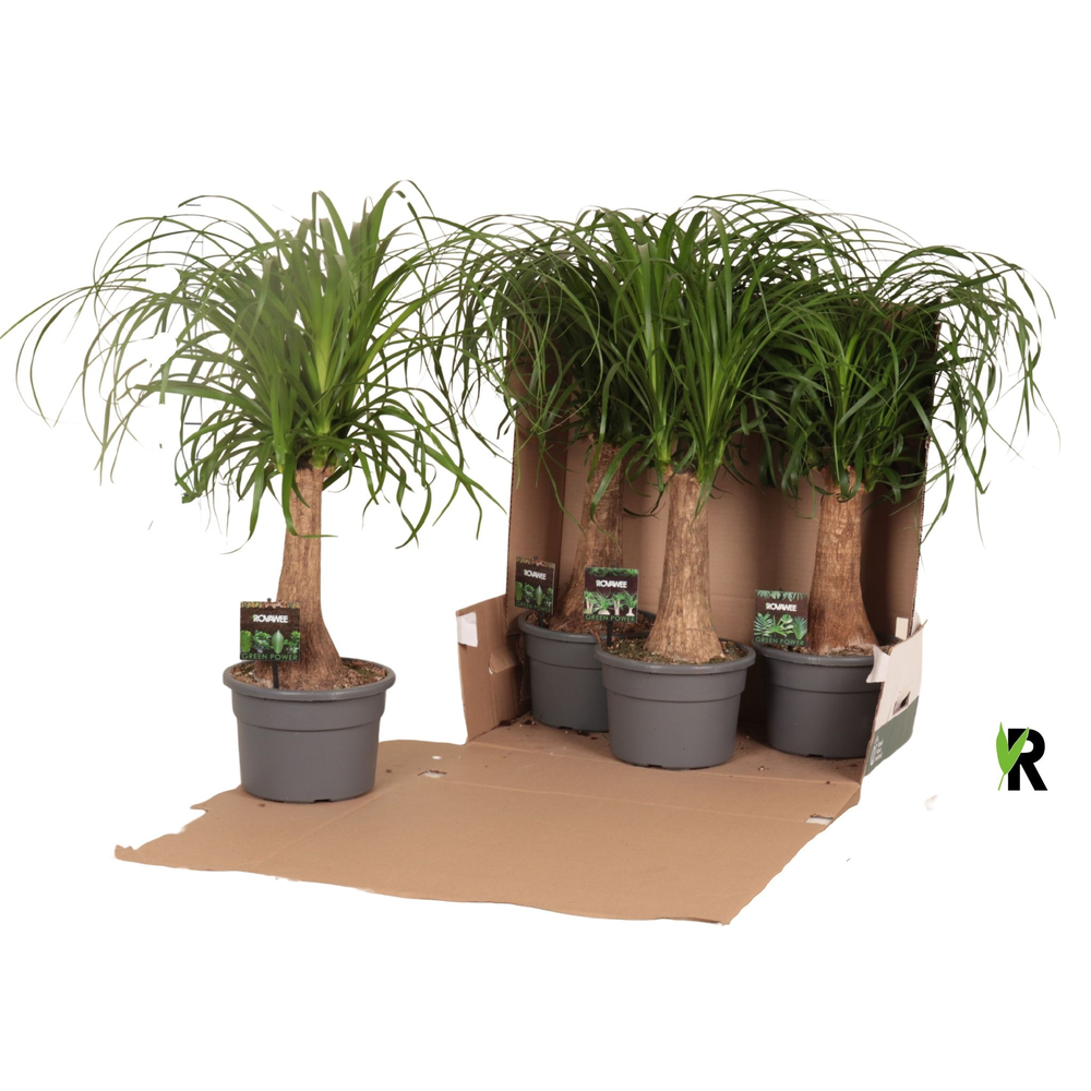 Beaucarnea rec. rechte stam in fust 352.