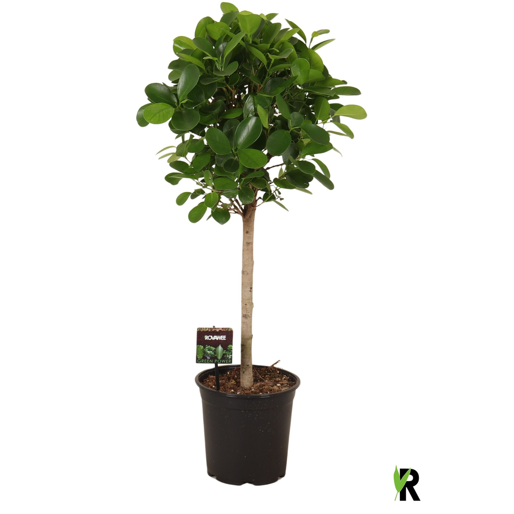Ficus micr. Moclame bol op stam.