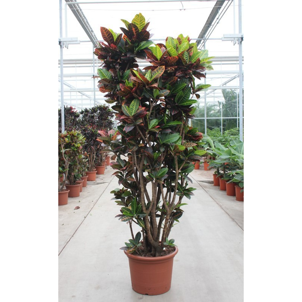 Codiaeum Petra (Croton Petra).