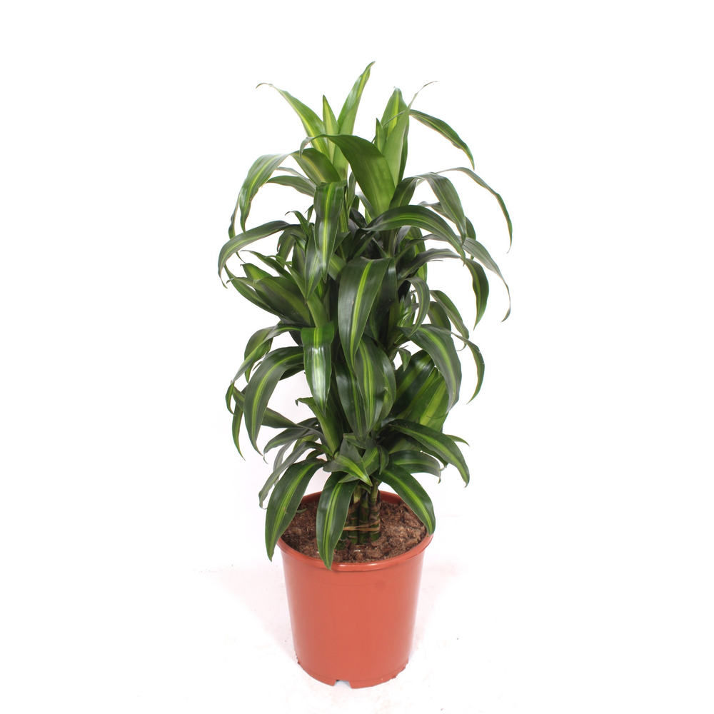Dracaena Hawaiian Sunshine.