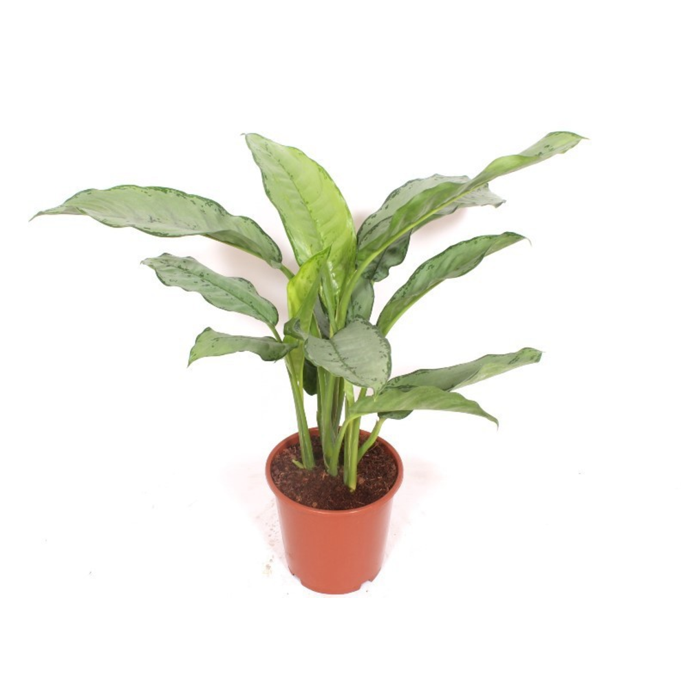 Aglaonema Freedman.