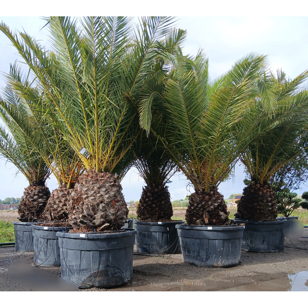 Phoenix canariensis.