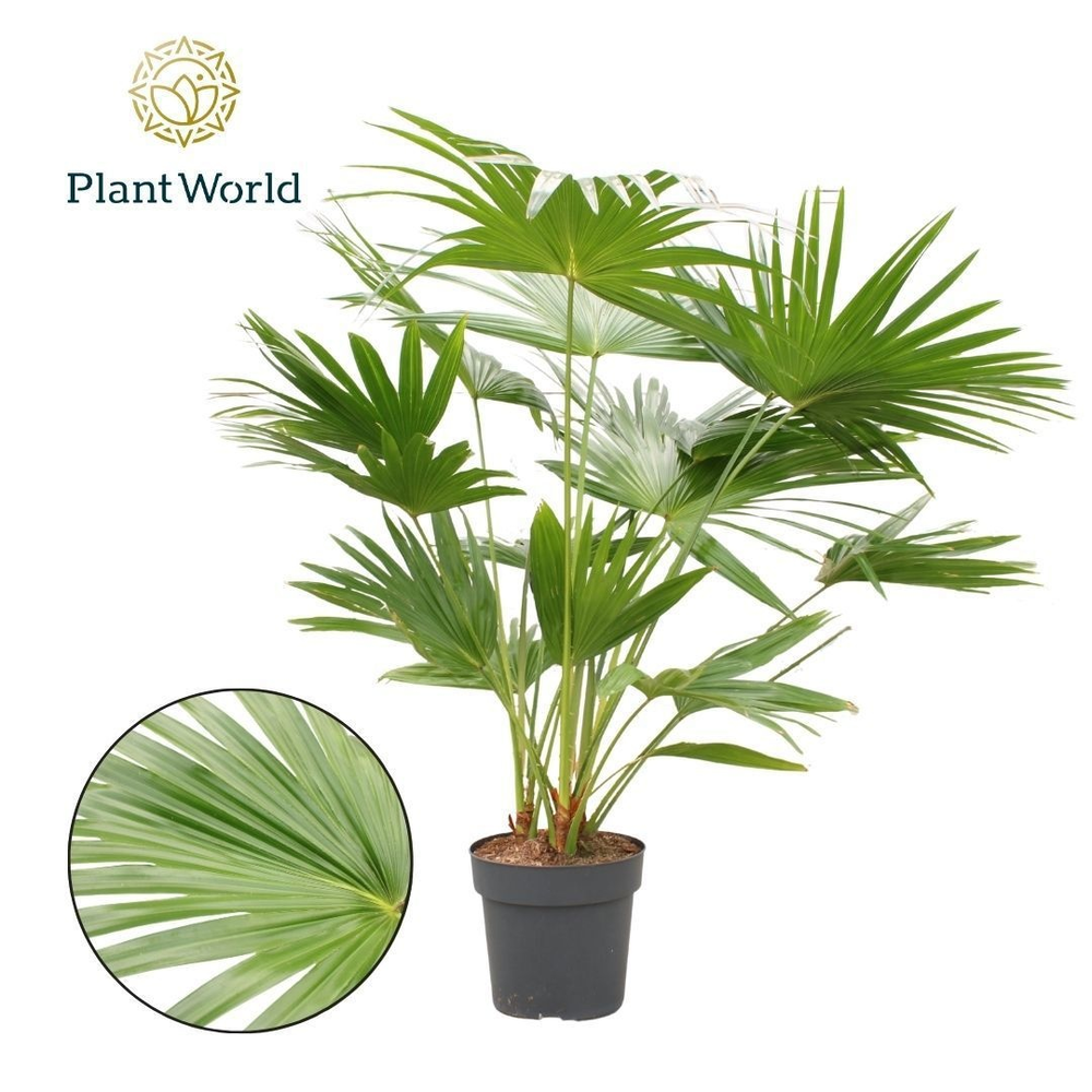 Livistona rotundifolia.