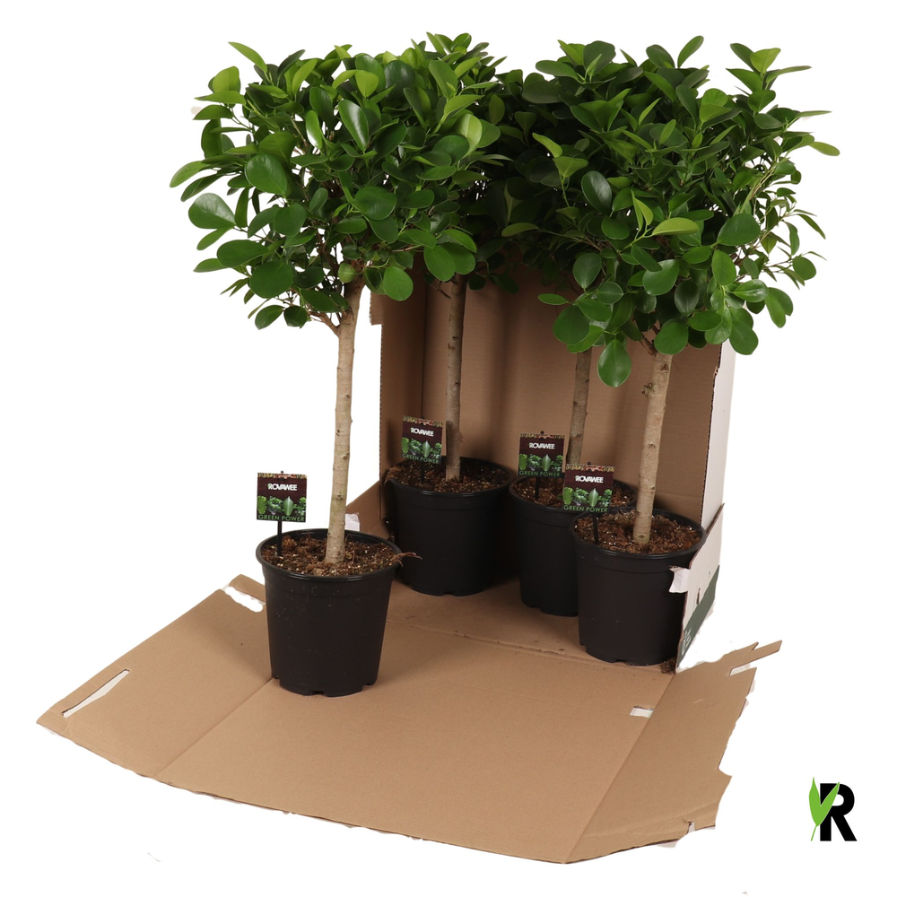 Ficus micr. Moclame bol op stam in fust 352.