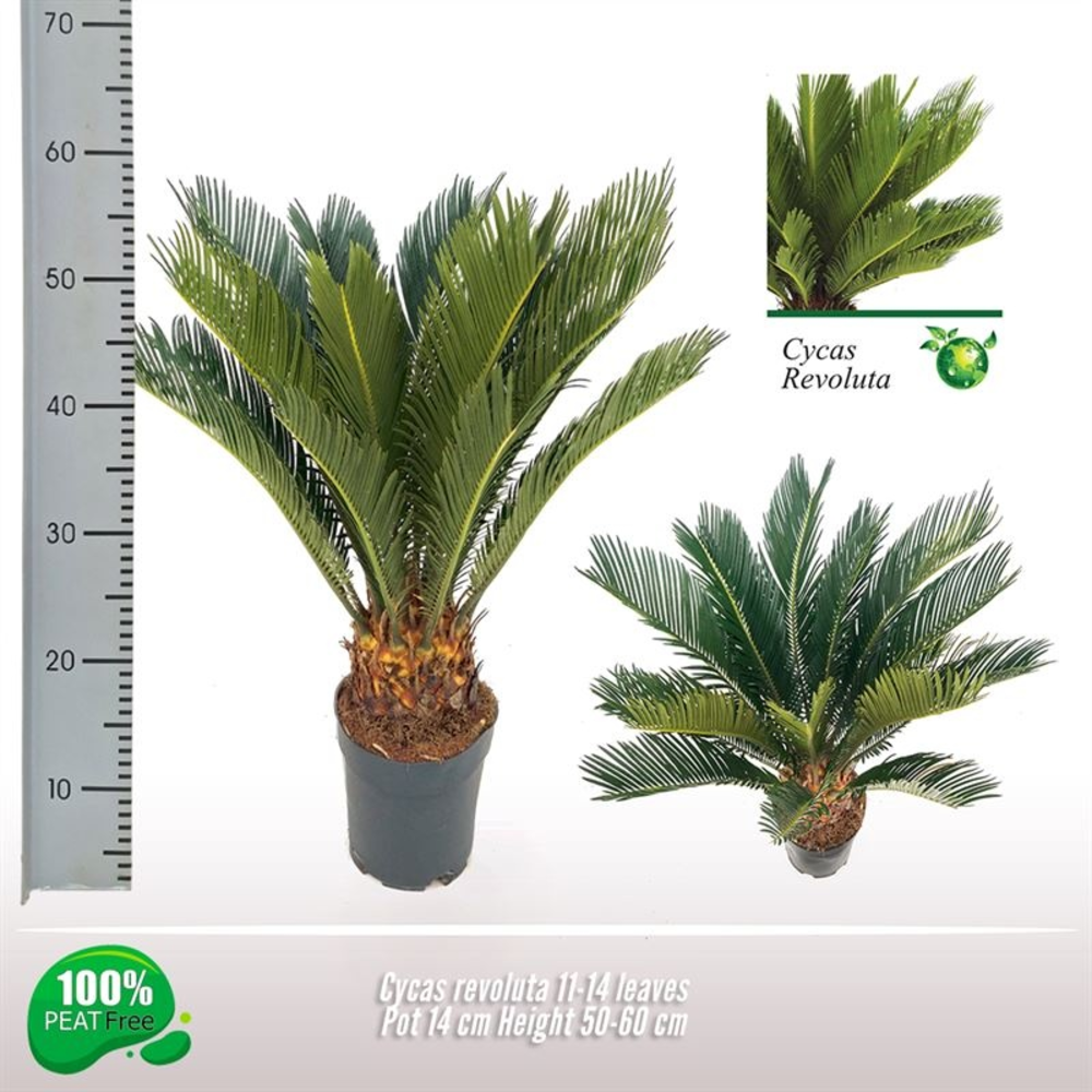 Cycas revoluta 11-14 veren.