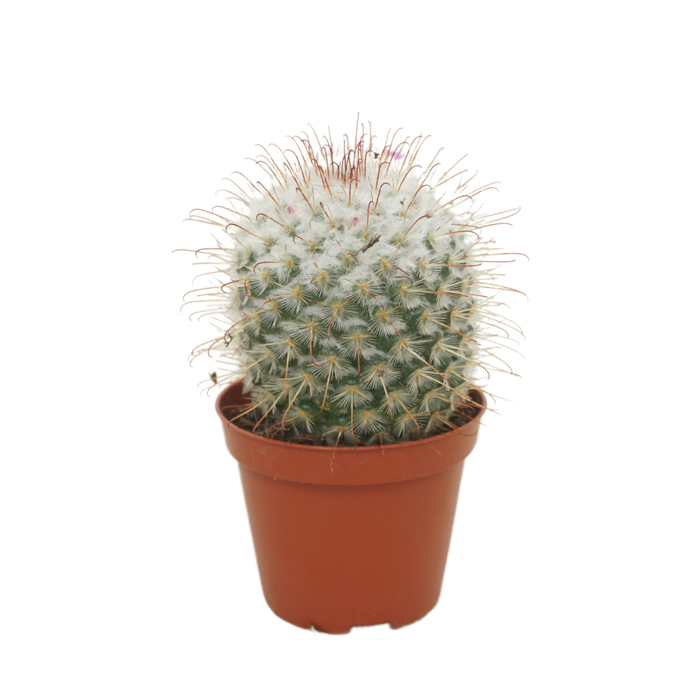 Mammillaria bombycina 8,5 cm.