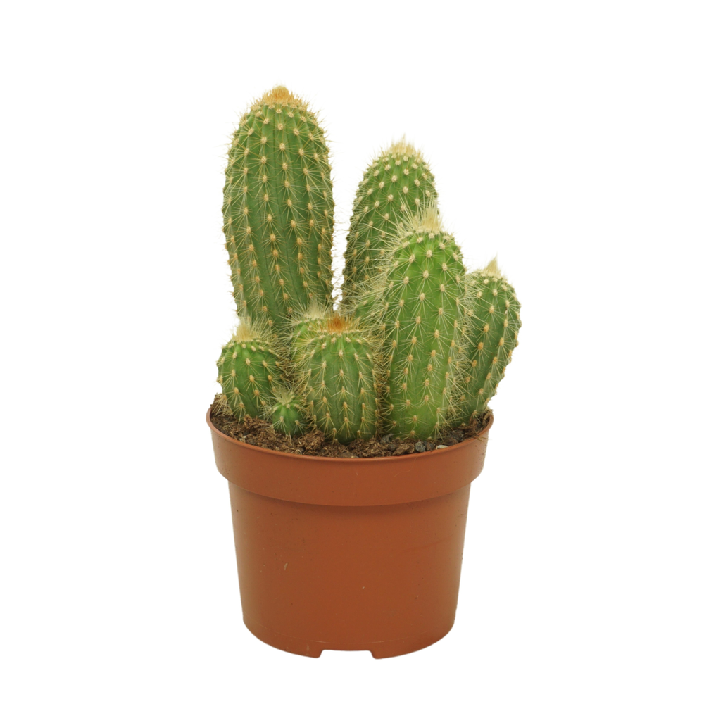 Vatricania guentherii 12 cm.