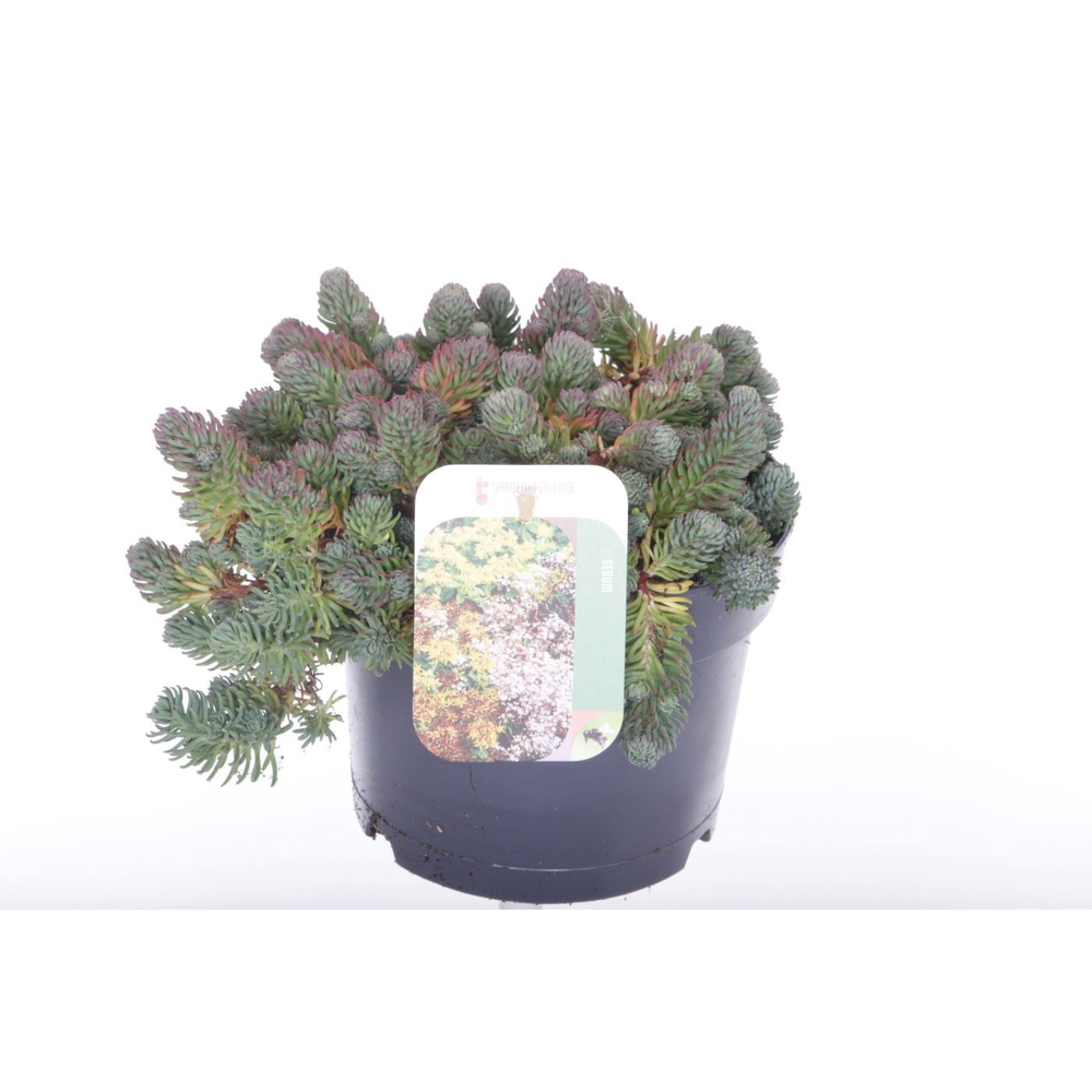 Sedum forsterianum Oracle.