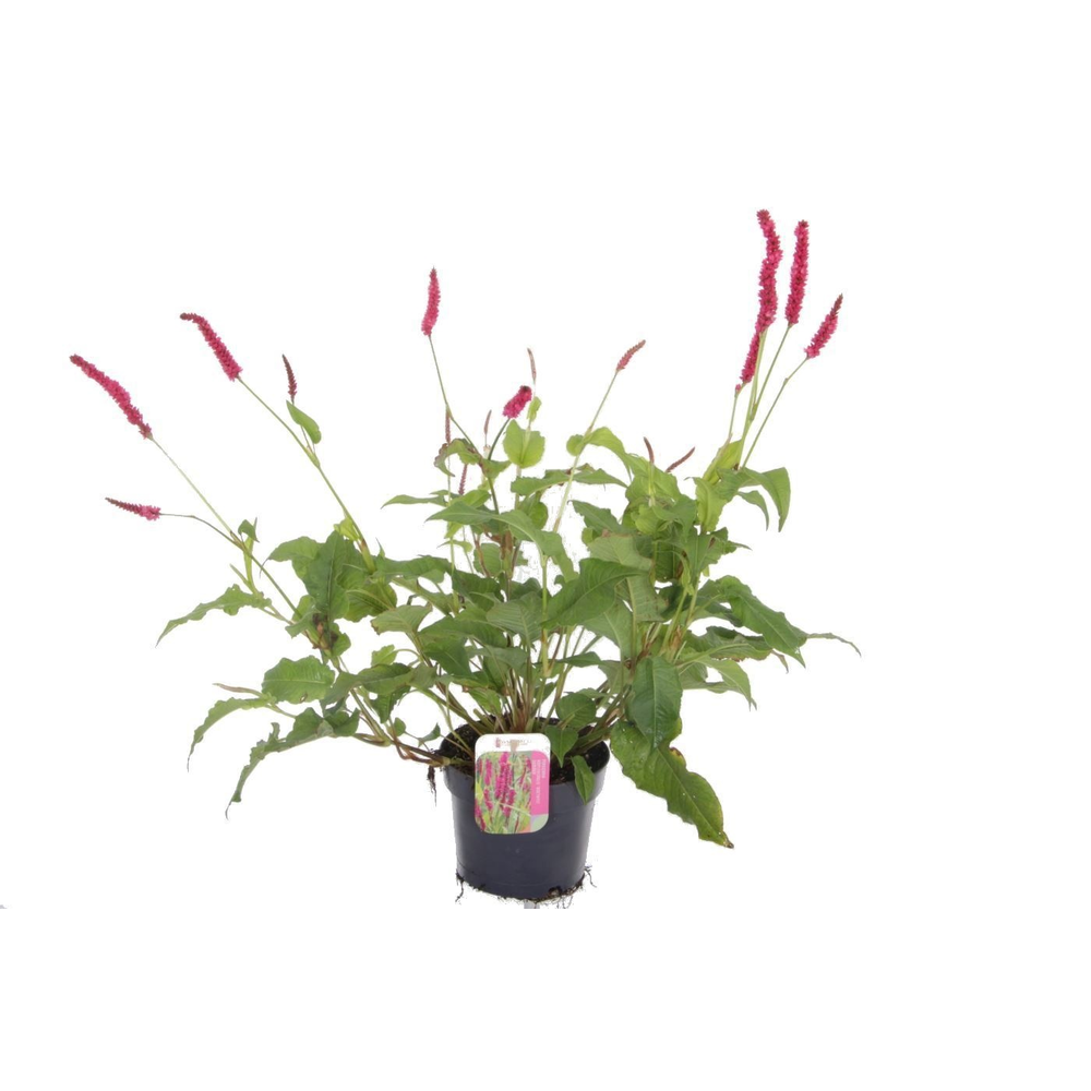 Persicaria amplexicaulis Amethyst Summer.