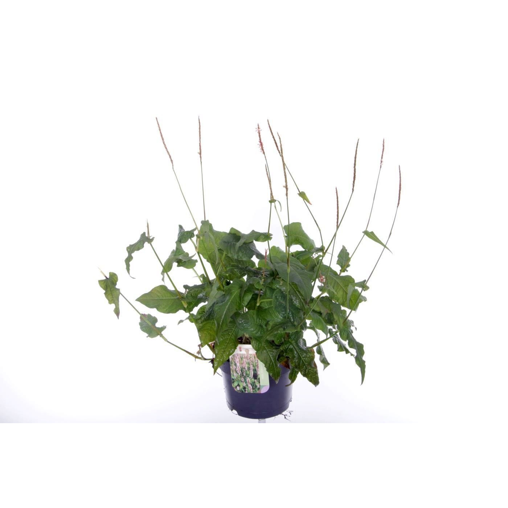 Persicaria amplexicaulis Rosea.