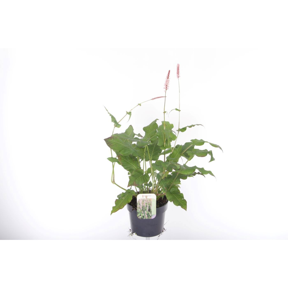 Persicaria amplexicaulis Rosea.