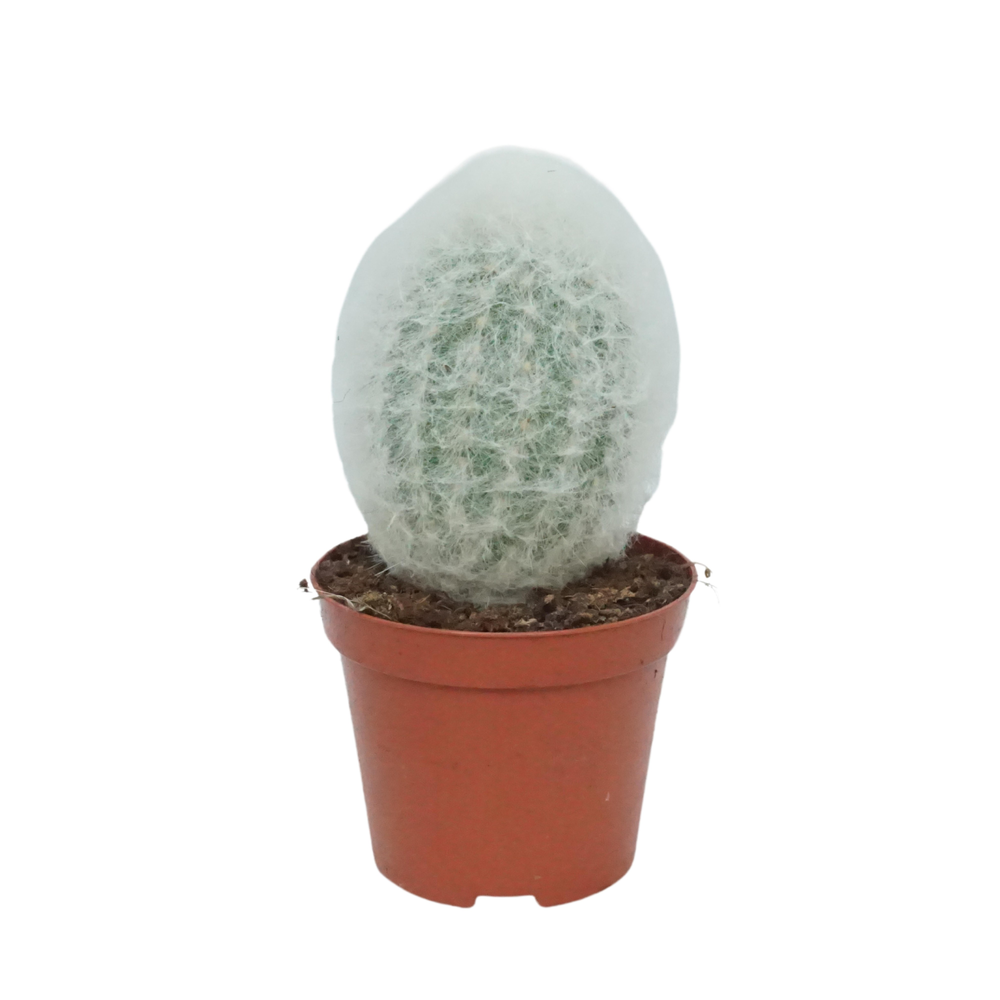 Espostoa lanata 8,5 cm.