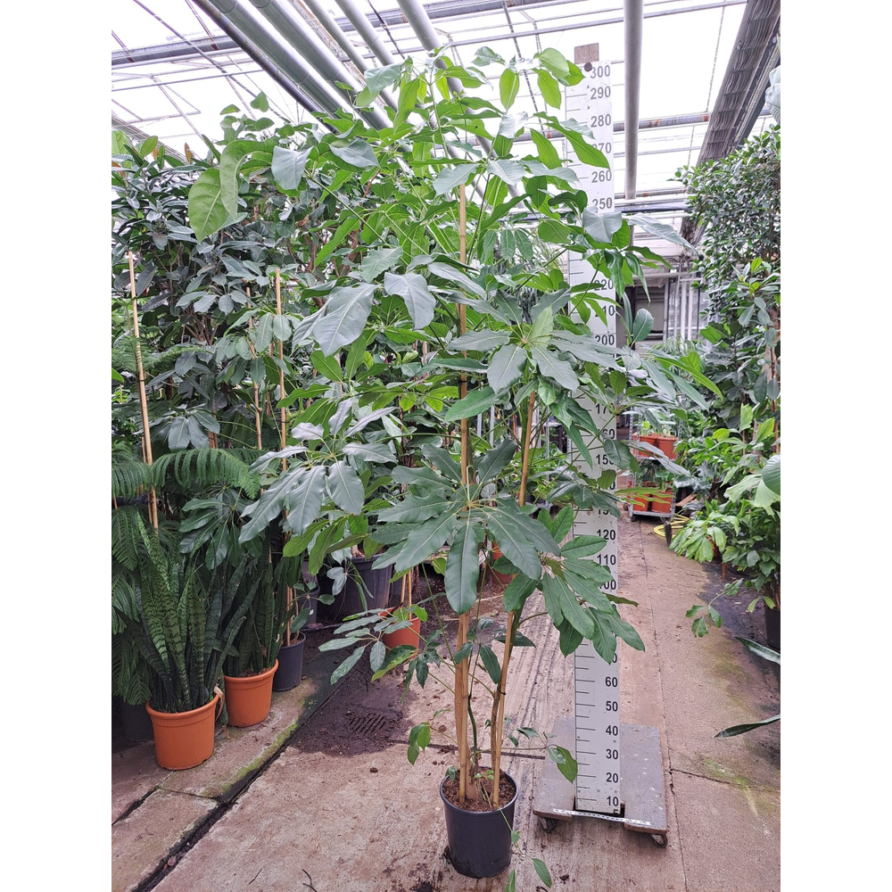 Schefflera Amate 300.
